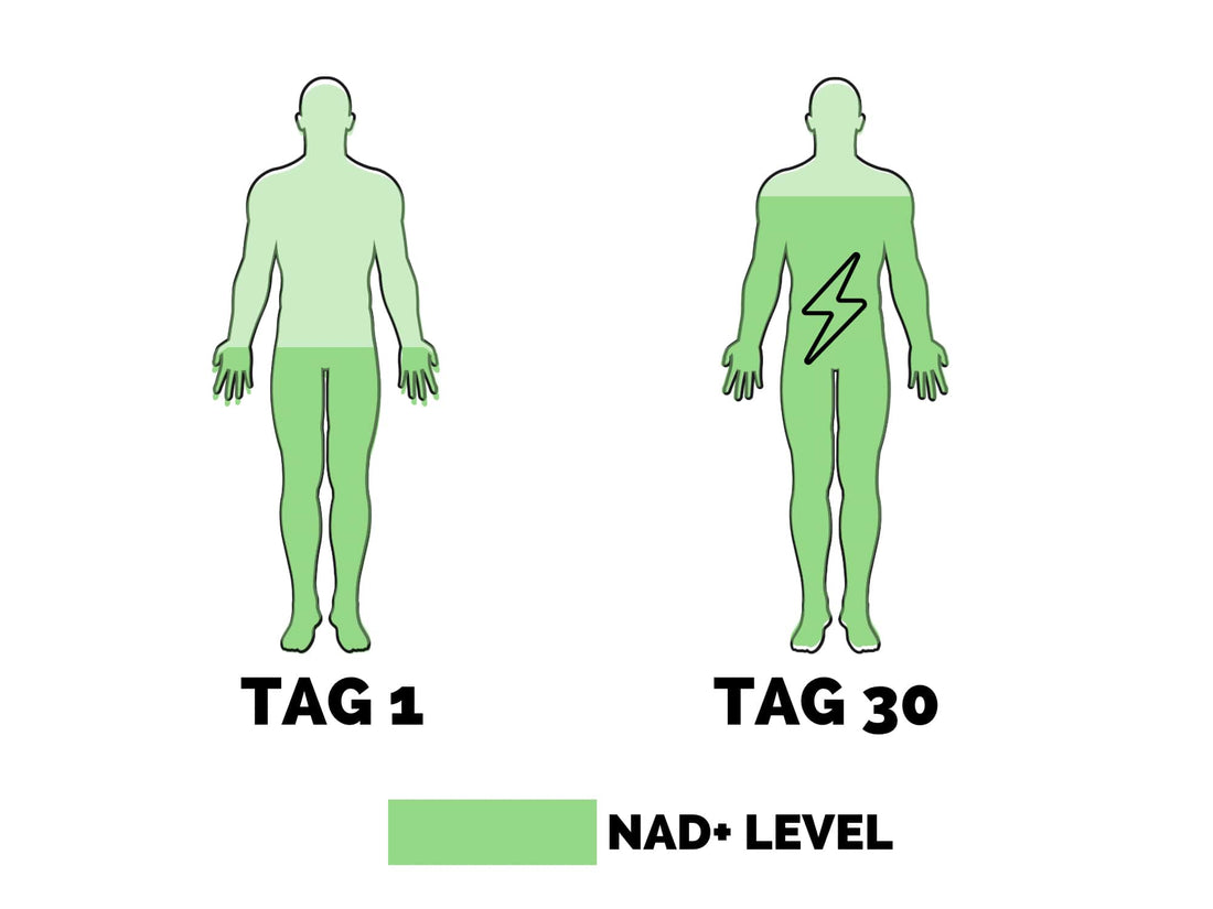 NAD+ Level erhöhen Statistik